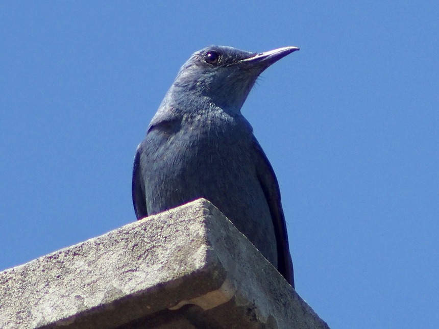 Passero solitario (Monticola solitarius - Turdidae)